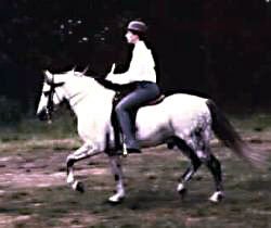 GlanNant Tango ridden saddleseat showing his full near-side profile